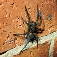 Tasmanicosa sp. (genus) (Tasmanicosa wolf spider) at Kambah, ACT - 10 Feb 2021 by HelenCross