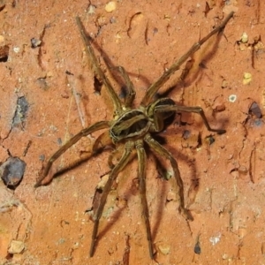 Venatrix sp. (genus) at Kambah, ACT - suppressed