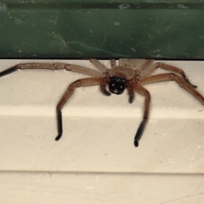 Delena cancerides (Social huntsman spider) at Kambah, ACT - 10 Feb 2021 by HelenCross