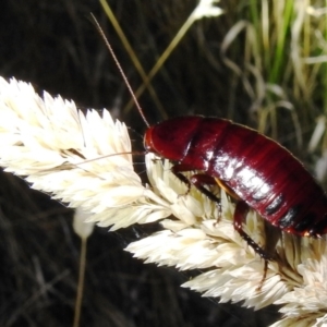 Platyzosteria similis at Kambah, ACT - suppressed