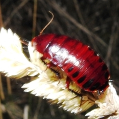 Platyzosteria similis at Kambah, ACT - suppressed