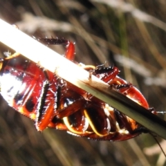 Platyzosteria similis at Kambah, ACT - suppressed