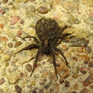 Lycosidae (family) at Kambah, ACT - 10 Feb 2021