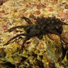 Lycosidae (family) at Kambah, ACT - 10 Feb 2021