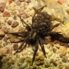 Lycosidae (family) at Kambah, ACT - 10 Feb 2021