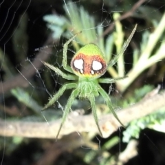 Araneus circulissparsus (species group) (Speckled Orb-weaver) at Kambah, ACT - 8 Feb 2021 by HelenCross