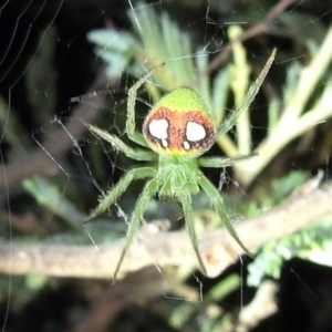 Araneus circulissparsus (species group) at Kambah, ACT - suppressed