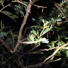 Araneus circulissparsus (species group) at Kambah, ACT - suppressed