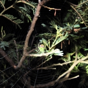 Araneus circulissparsus (species group) at Kambah, ACT - suppressed
