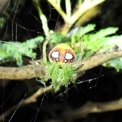 Araneus circulissparsus (species group) at Kambah, ACT - suppressed