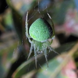 Araneus circulissparsus (species group) at Kambah, ACT - suppressed