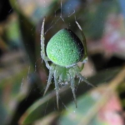 Araneus circulissparsus (species group) (Speckled Orb-weaver) at Kambah, ACT - 8 Feb 2021 by HelenCross