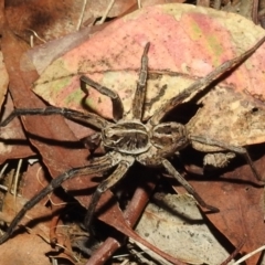 Tasmanicosa sp. (genus) (Tasmanicosa wolf spider) at Kambah, ACT - 8 Feb 2021 by HelenCross