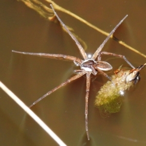 Pisauridae (family) at Kambah, ACT - suppressed