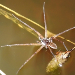 Pisauridae (family) at Kambah, ACT - 8 Feb 2021