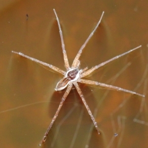 Pisauridae (family) at Kambah, ACT - 8 Feb 2021