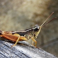 Phaulacridium vittatum (Wingless Grasshopper) at Crooked Corner, NSW - 19 Feb 2021 by Milly