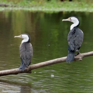 Phalacrocorax varius at Kingston, ACT - 19 Feb 2021