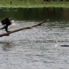 Phalacrocorax varius at Kingston, ACT - 19 Feb 2021