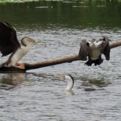 Phalacrocorax varius at Kingston, ACT - 19 Feb 2021