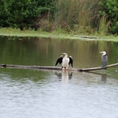 Phalacrocorax varius at Kingston, ACT - 19 Feb 2021 12:04 PM