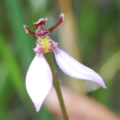 Eriochilus cucullatus (Parson's Bands) at Northangera, NSW - 15 Feb 2021 by Harrisi