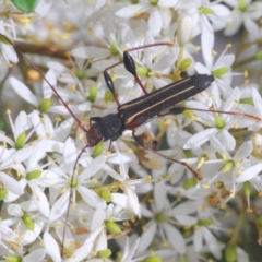 Amphirhoe sloanei (Longicorn or Longhorn beetle) at Mongarlowe River - 15 Feb 2021 by Harrisi