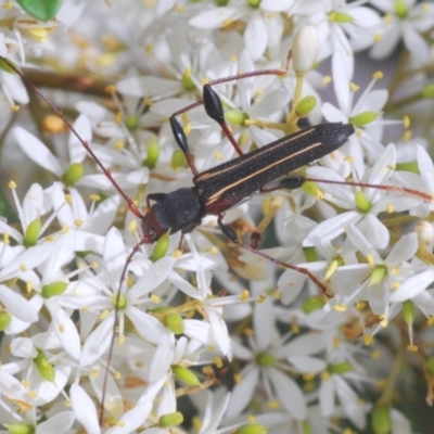 Amphirhoe sloanei (Longicorn or Longhorn beetle) at Mongarlowe River - 15 Feb 2021 by Harrisi