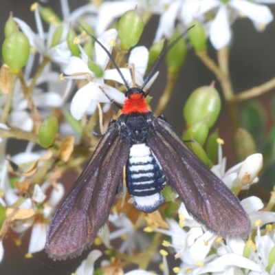 Hestiochora furcata (A zygaenid moth) at Budawang, NSW - 15 Feb 2021 by Harrisi