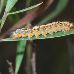 Acyphas semiochrea at Mongarlowe, NSW - 15 Feb 2021