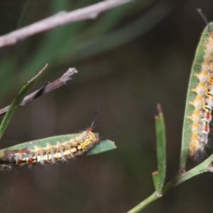 Acyphas semiochrea at Mongarlowe, NSW - 15 Feb 2021