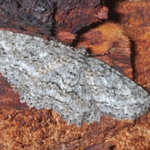 Ectropis fractaria at Lake George, NSW - 15 Feb 2021 06:02 PM