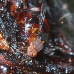 Tephritidae sp. (family) at Sweeney's TSR - 15 Feb 2021 by Harrisi