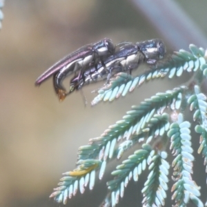 Agrilus hypoleucus at Weetangera, ACT - 16 Feb 2021 05:05 PM