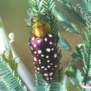 Diphucrania leucosticta at Weetangera, ACT - 16 Feb 2021