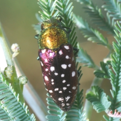 Diphucrania leucosticta (White-flecked acacia jewel beetle) at Weetangera, ACT - 16 Feb 2021 by Harrisi