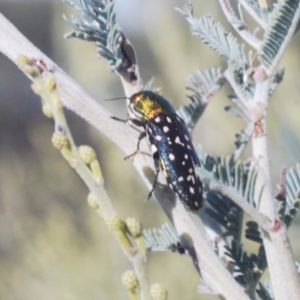 Diphucrania leucosticta at Weetangera, ACT - 16 Feb 2021