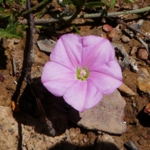 Convolvulus angustissimus subsp. angustissimus at Jacka, ACT - 18 Oct 2020