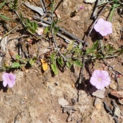 Convolvulus angustissimus subsp. angustissimus at Jacka, ACT - 18 Oct 2020 01:16 PM