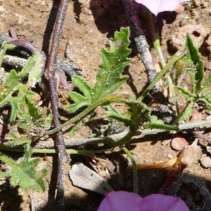 Convolvulus angustissimus subsp. angustissimus at Jacka, ACT - 18 Oct 2020 01:16 PM