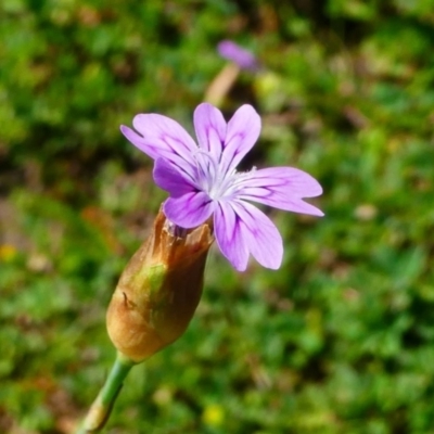 Petrorhagia sp. at Jacka, ACT - 18 Oct 2020 by HarveyPerkins