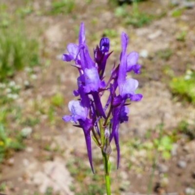 Linaria pelisseriana (Pelisser's Toadflax) at Jacka, ACT - 18 Oct 2020 by HarveyPerkins