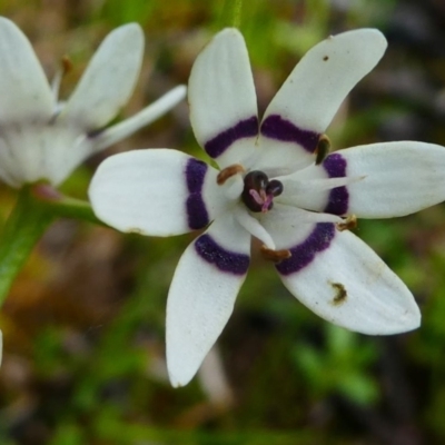 Wurmbea dioica subsp. dioica (Early Nancy) at Jacka, ACT - 18 Oct 2020 by HarveyPerkins