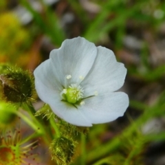 Drosera gunniana (Pale Sundew) at Jacka, ACT - 18 Oct 2020 by HarveyPerkins