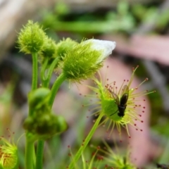 Drosera gunniana at Jacka, ACT - 18 Oct 2020