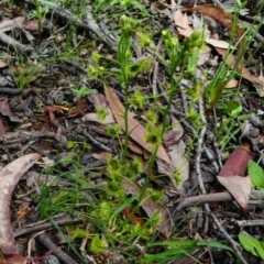 Drosera gunniana at Jacka, ACT - 18 Oct 2020