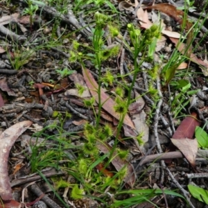 Drosera gunniana at Jacka, ACT - 18 Oct 2020