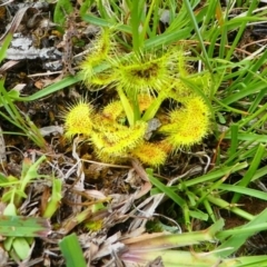 Drosera gunniana at Jacka, ACT - 18 Oct 2020