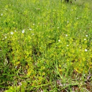 Drosera gunniana at Jacka, ACT - 18 Oct 2020