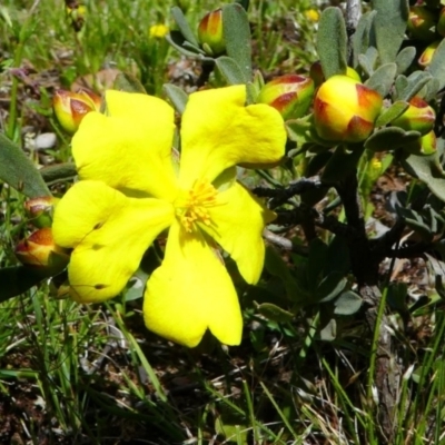 Hibbertia obtusifolia (Grey Guinea-flower) at Jacka, ACT - 18 Oct 2020 by HarveyPerkins